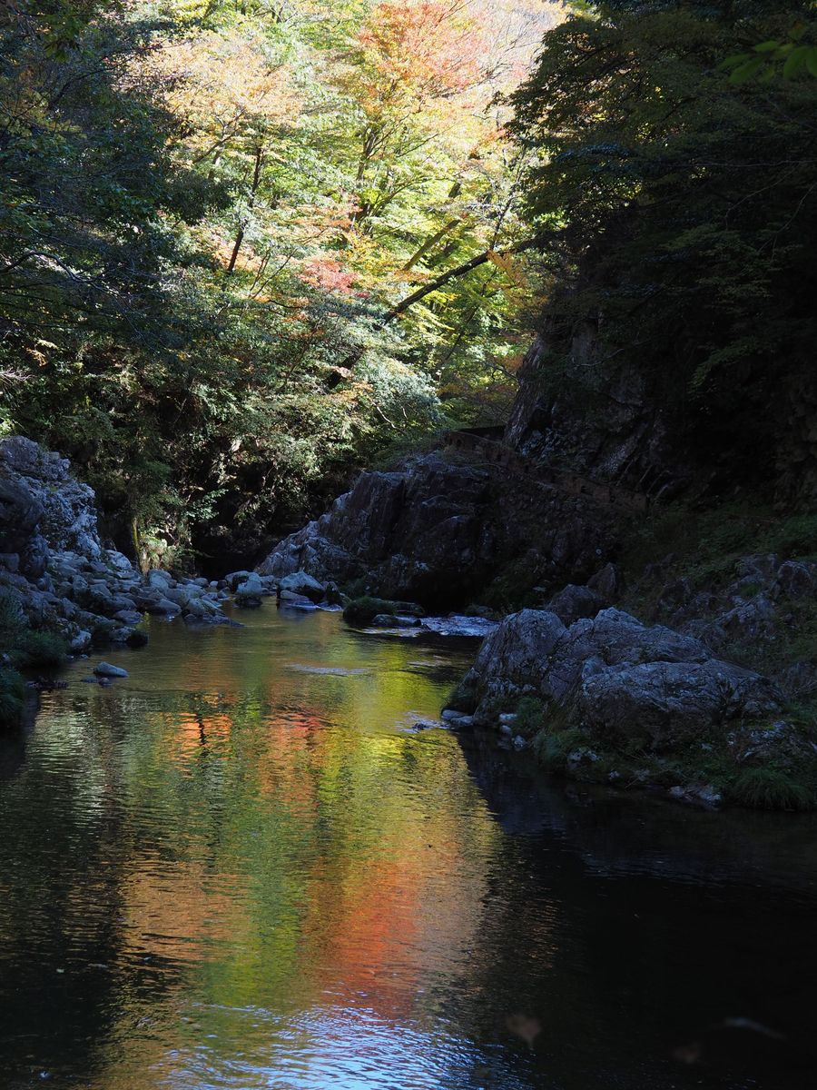 山峡で見たシシウドの花