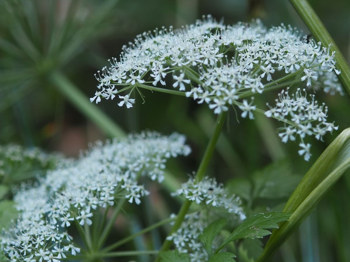 山峡で見たシシウドの花