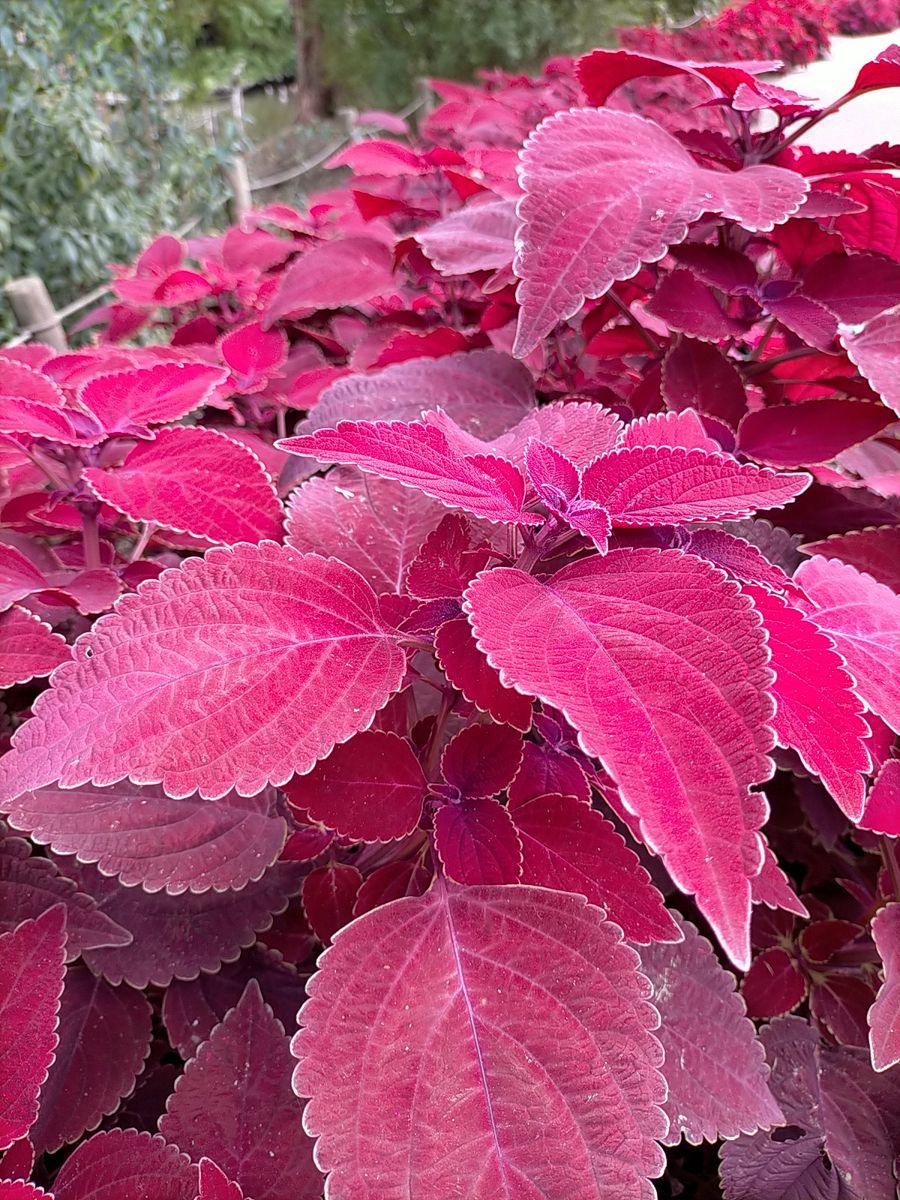 公園の花壇