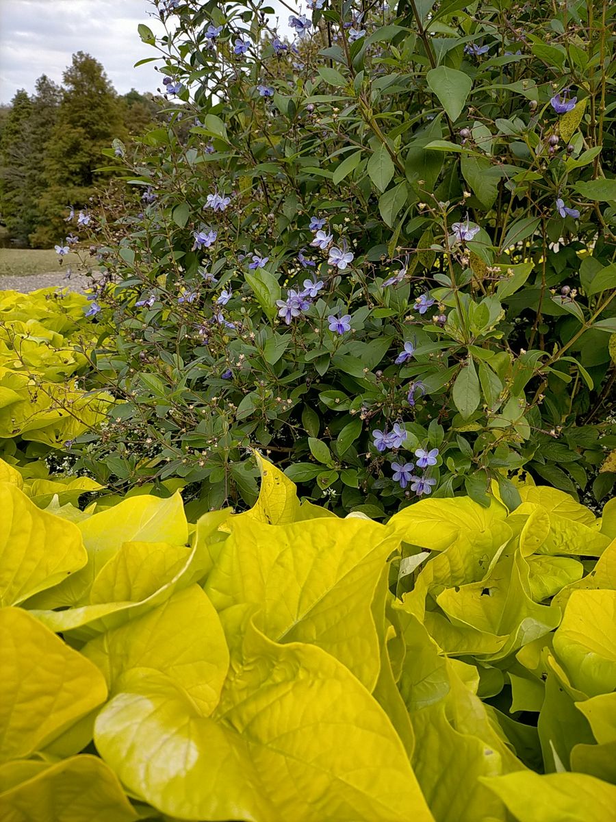 公園の花壇