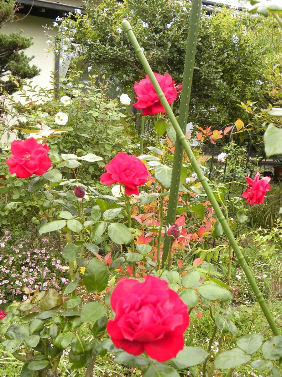 今日の庭花・・バラが①