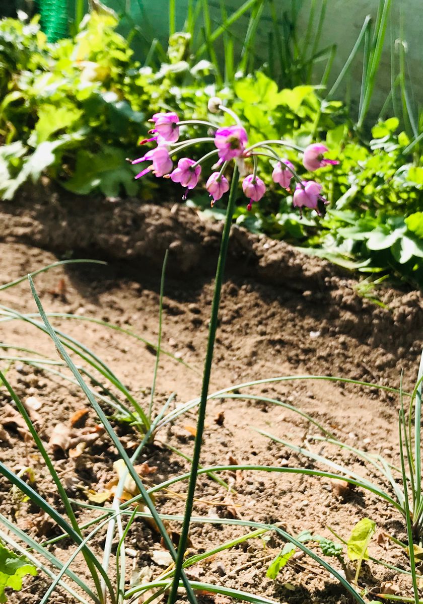 🌼ツワブキの花🌼