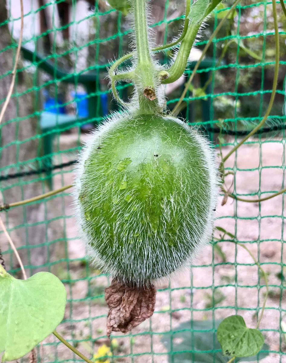 🌼ツワブキの花🌼