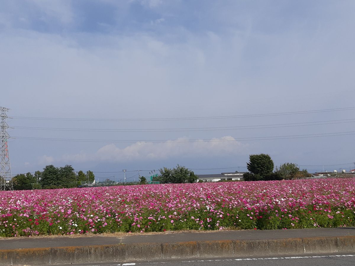 咲いてます🌼