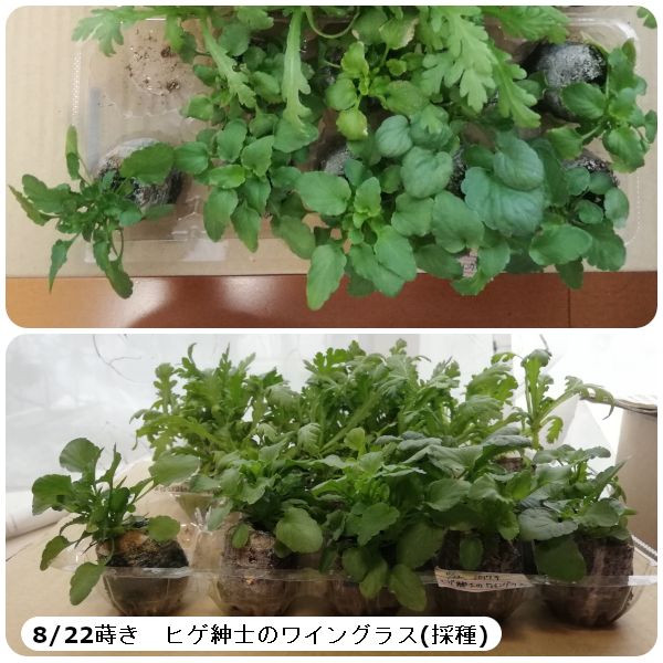 2020.10.28_ビオラ🌼と椎茸🍄