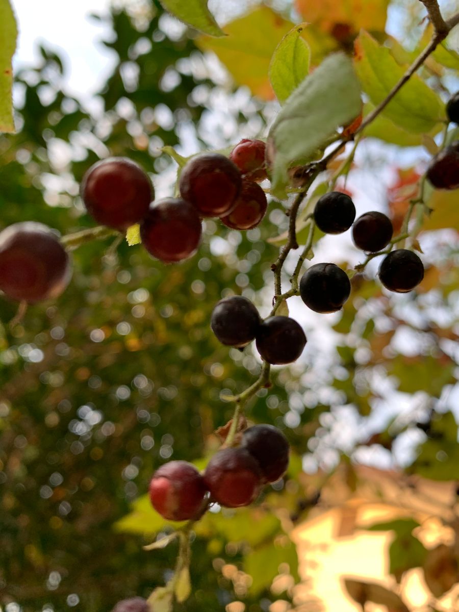 夏櫨(文福茶釜)の実と紅葉🍁