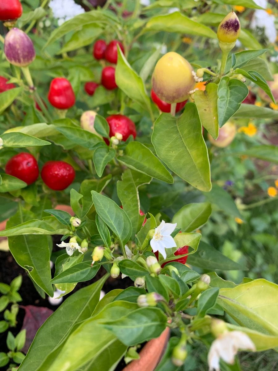 夏櫨(文福茶釜)の実と紅葉🍁