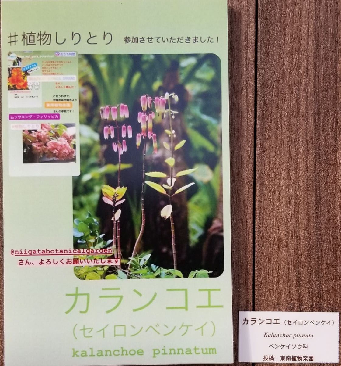 ハカラメの花は？