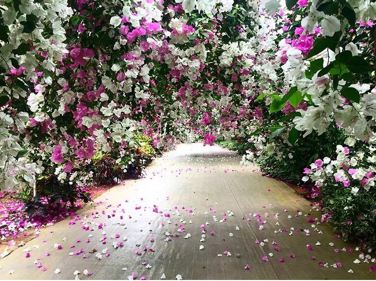 宮古島の植物達🌴