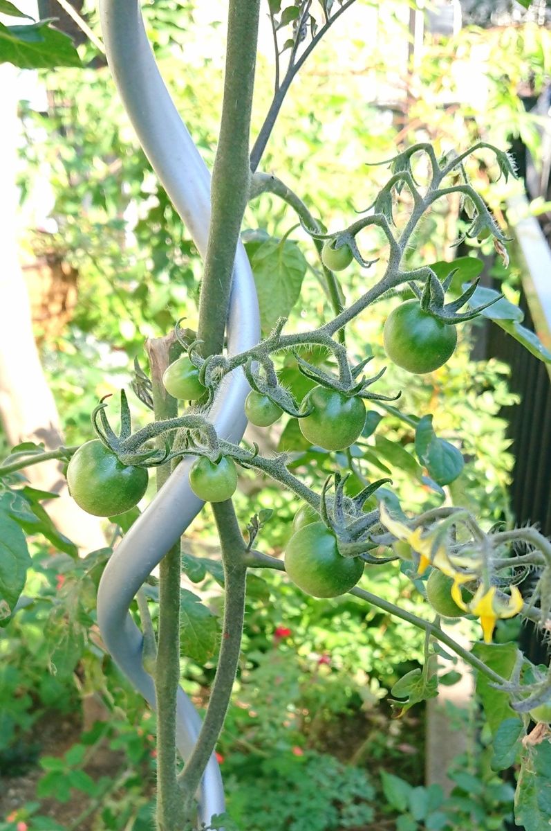 まだいけるか夏野菜