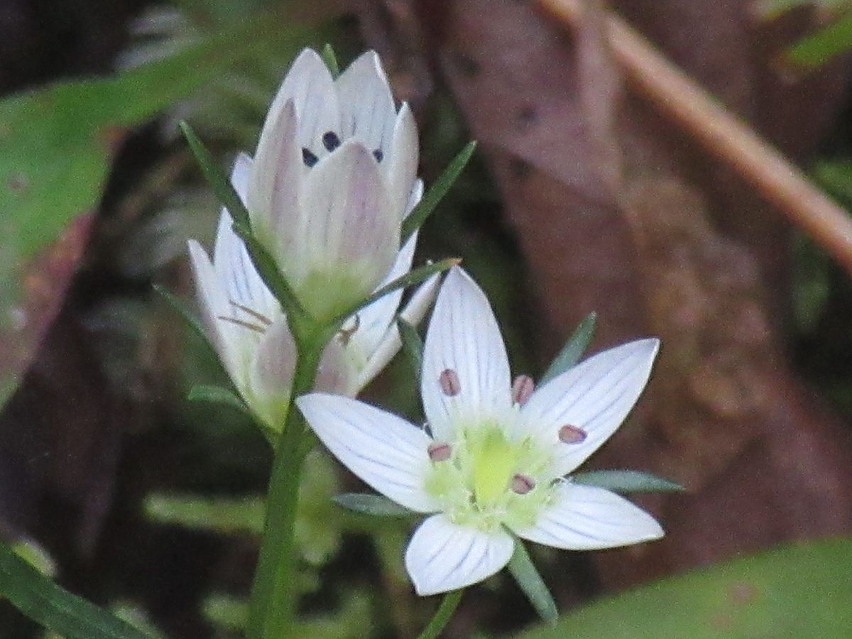 由愛(ゆめ)の花日記♪