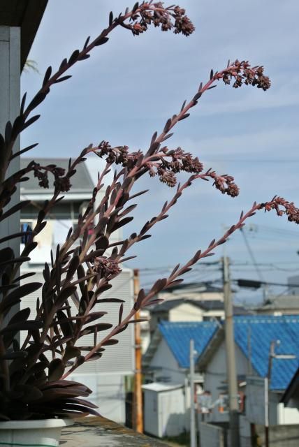 今日の花便り～②