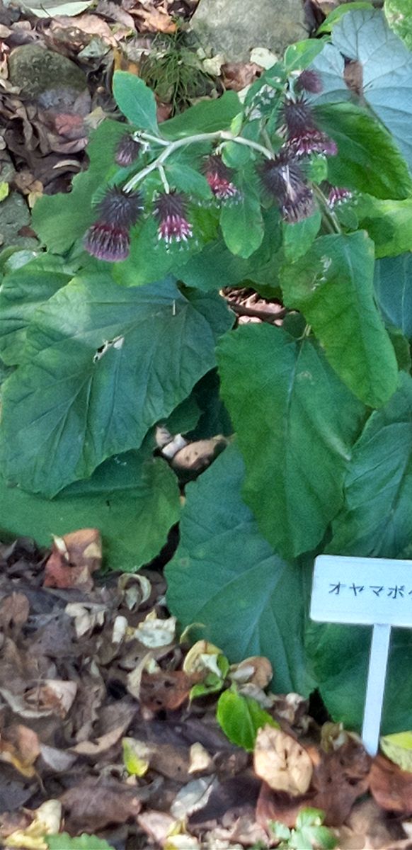 小山内裏公園から長池公園へ