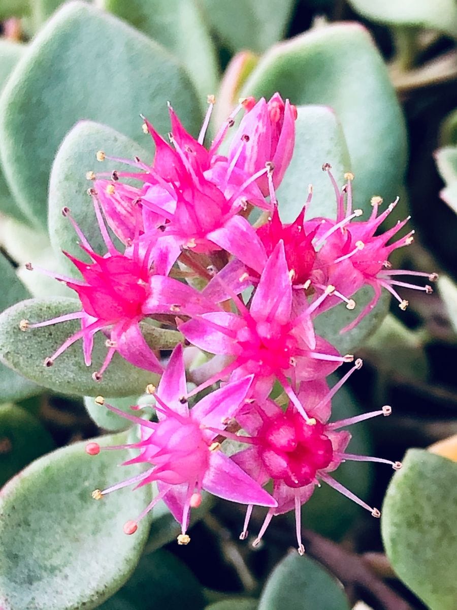 ミセバヤ最後の花🎵