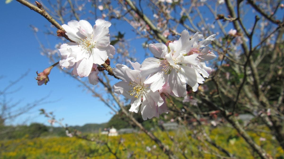 十月桜か冬桜か❔