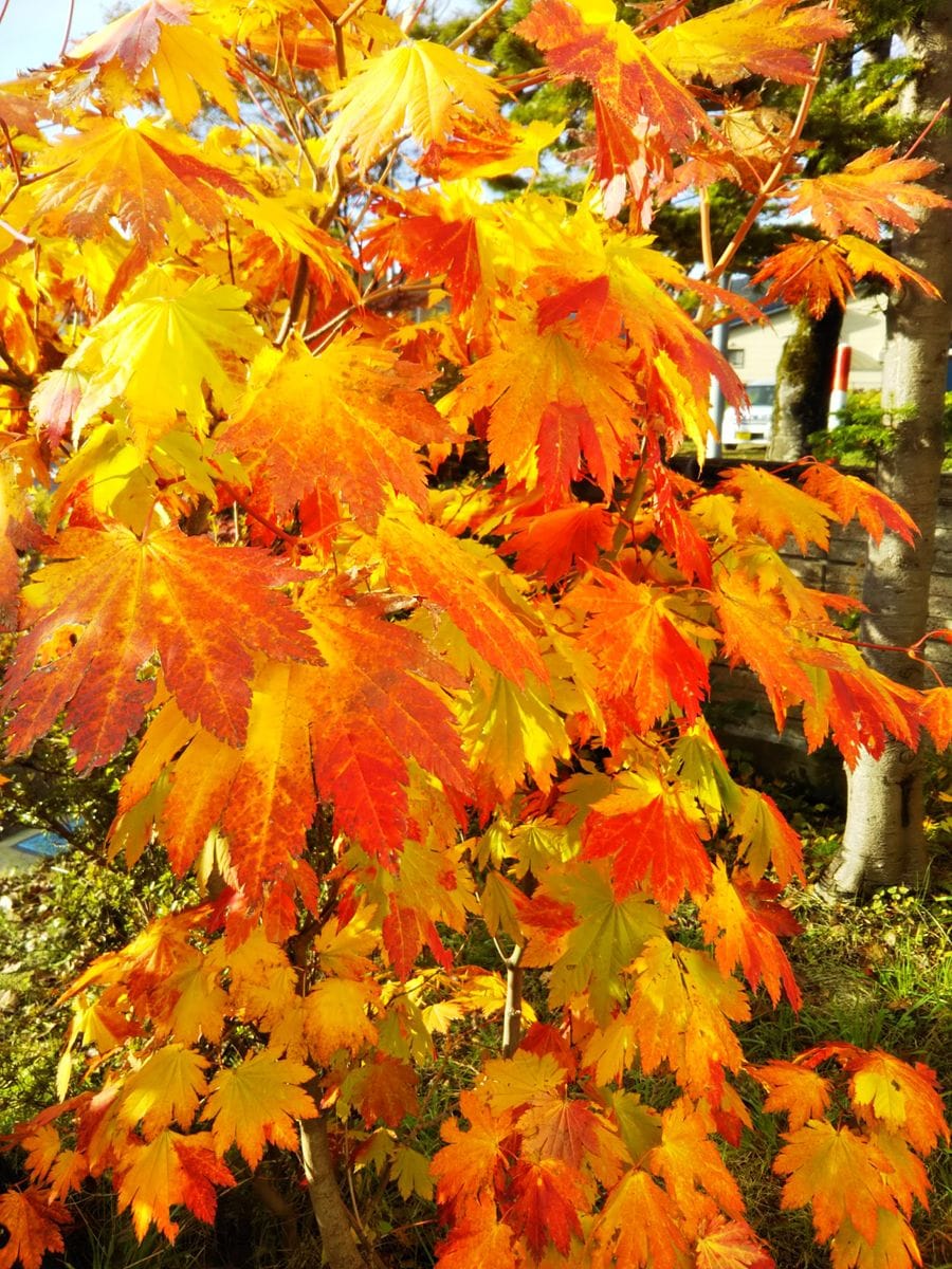 🍁お庭で紅葉🍁