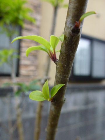 冬芽