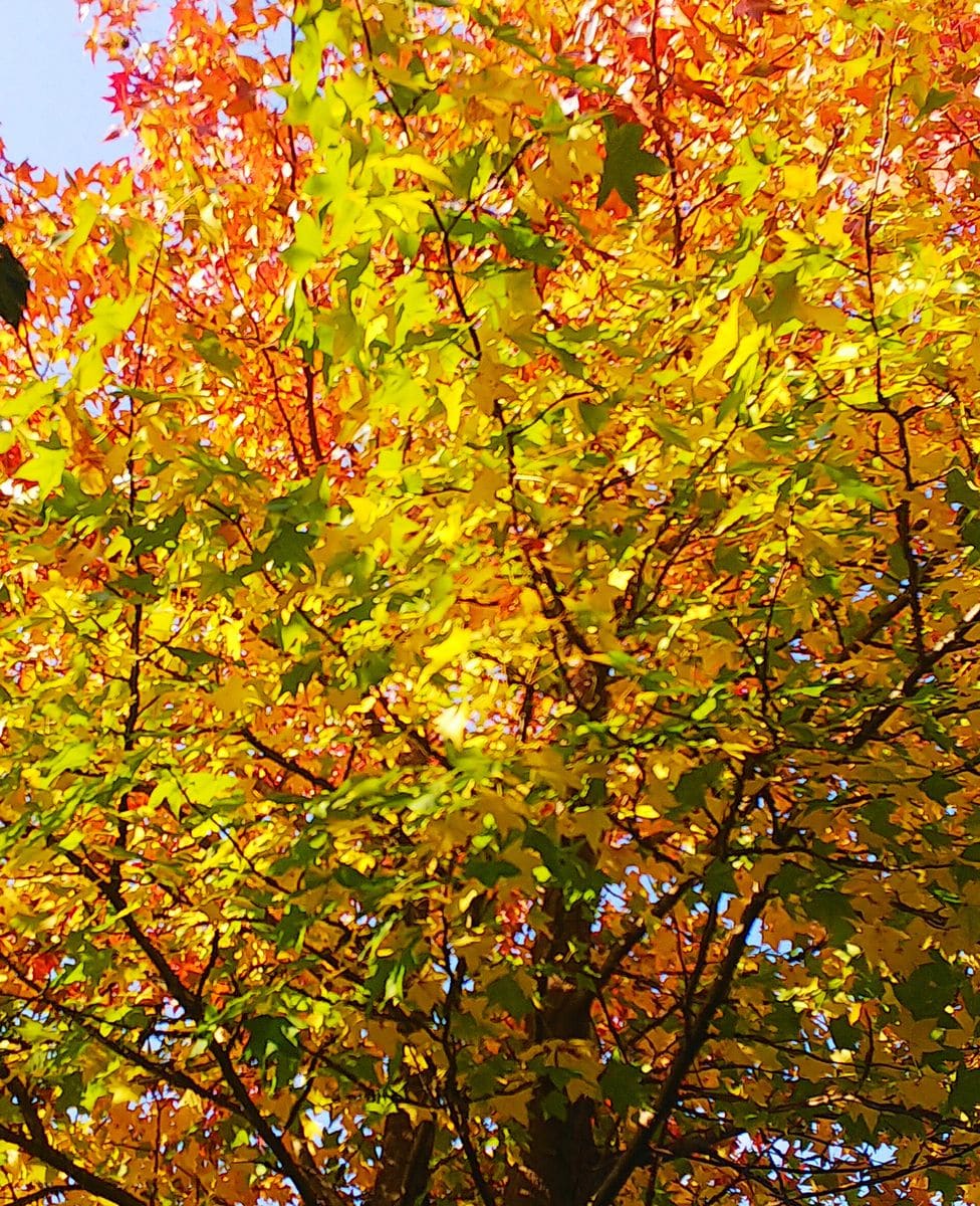 お隣のお寺のもみじ🍁が紅葉