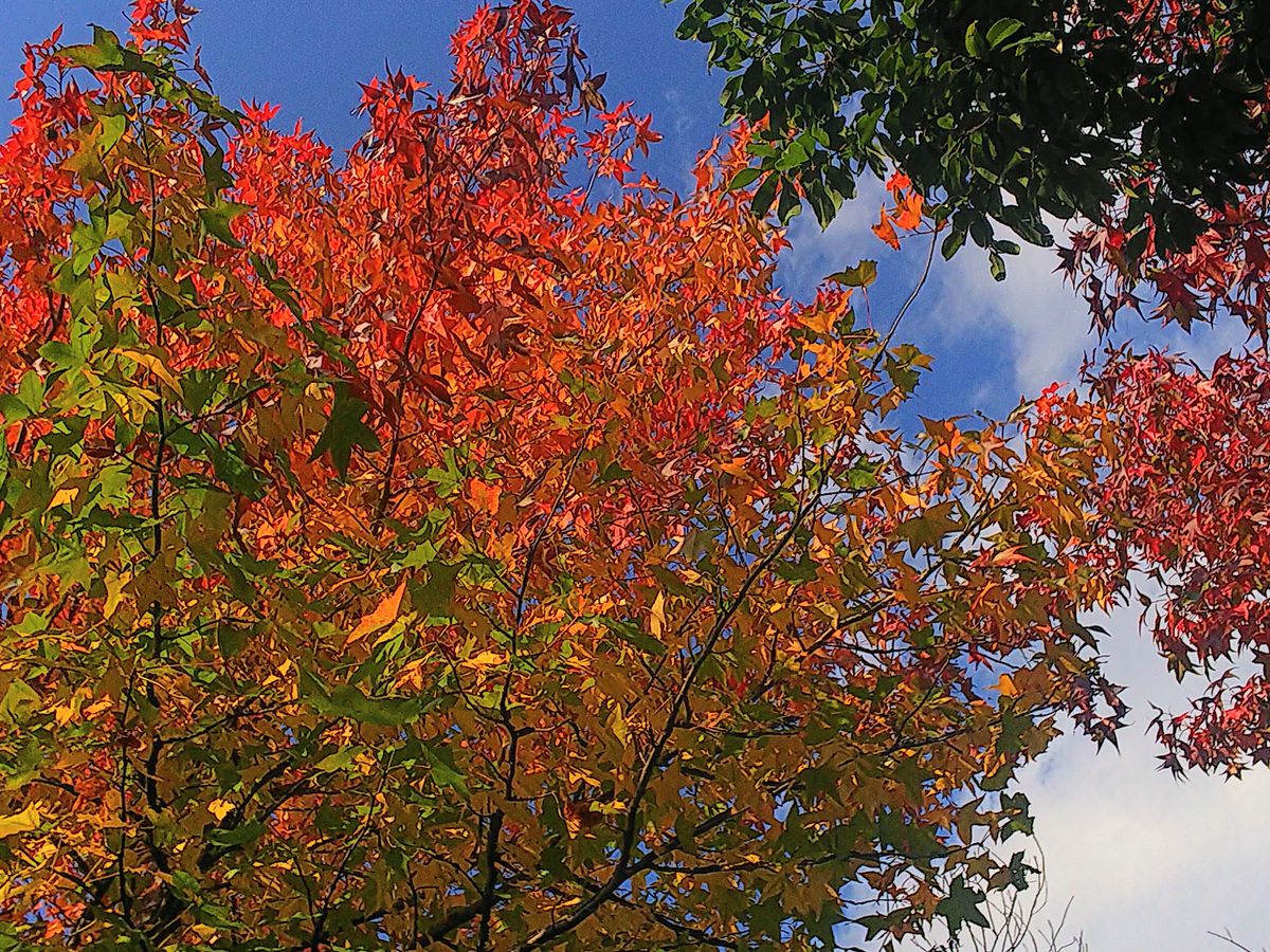 お隣のお寺のもみじ🍁が紅葉