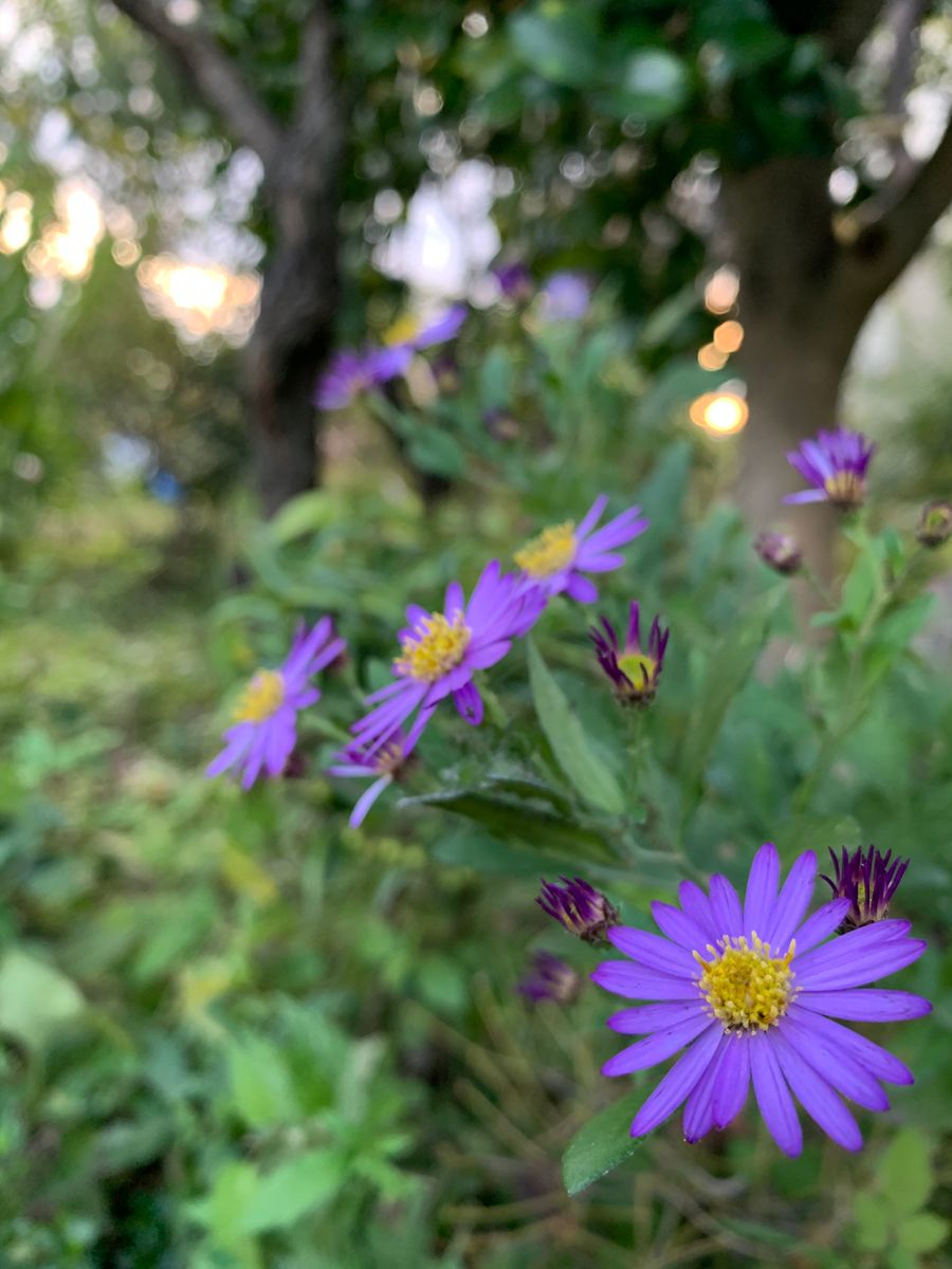 球根植えました🌷＆庭の花🌸～和～😌