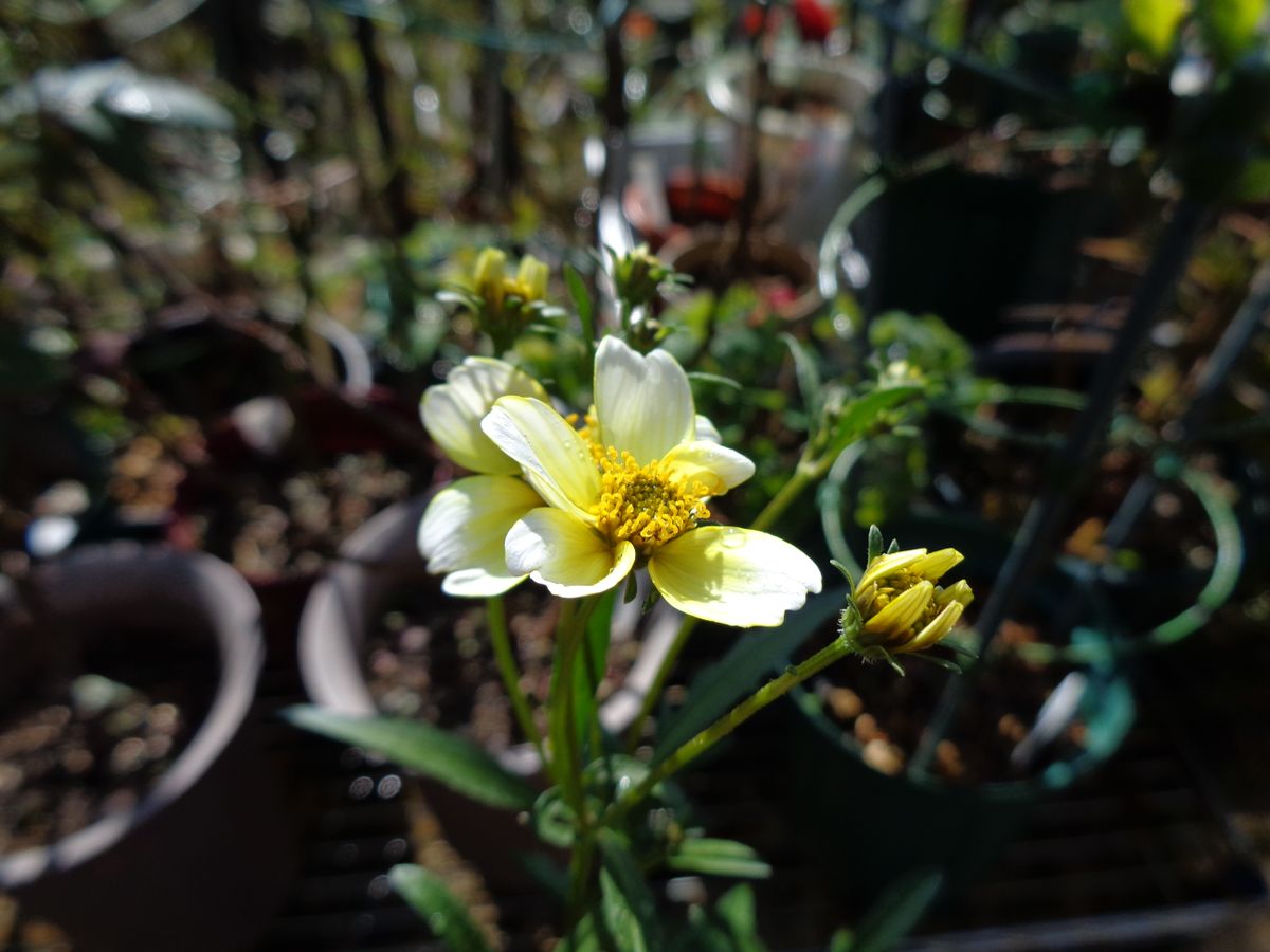 黄色のお花たち