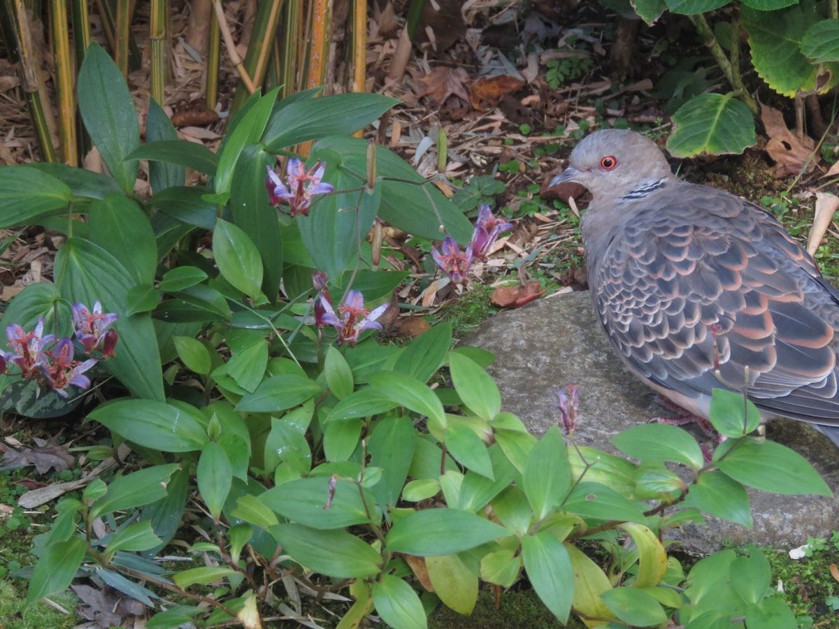 鳩・ホトトギス咲く苔庭に遊ぶ