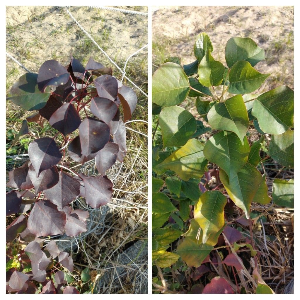 散歩道で見かけた植物