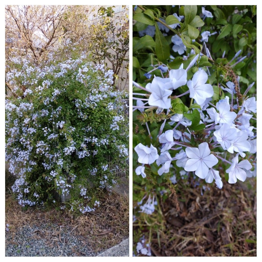 散歩道で見かけた植物