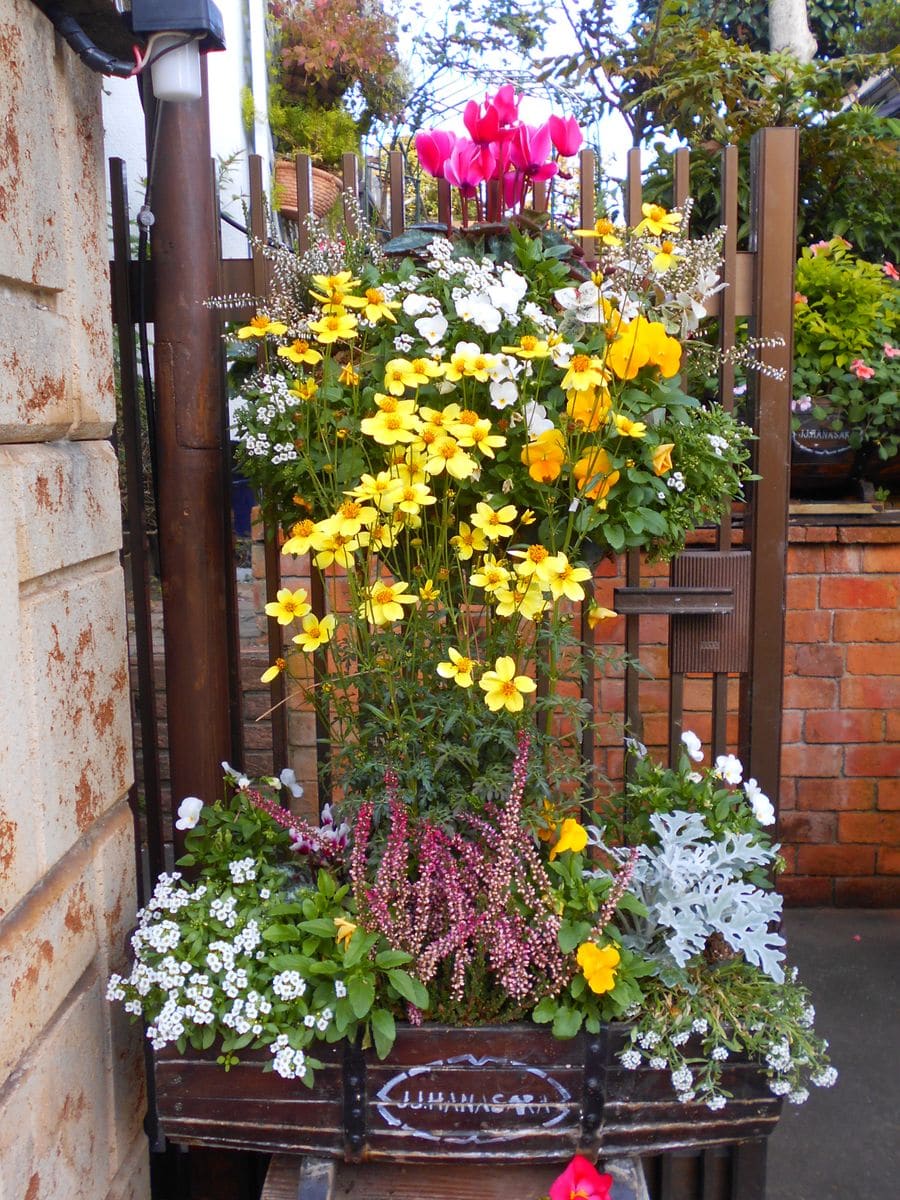 玄関回りの花