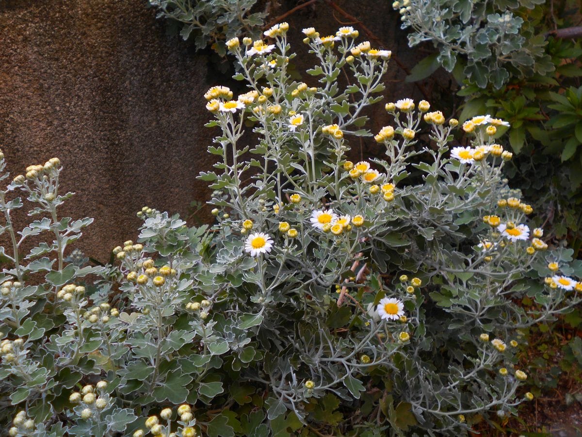 玄関回りの花