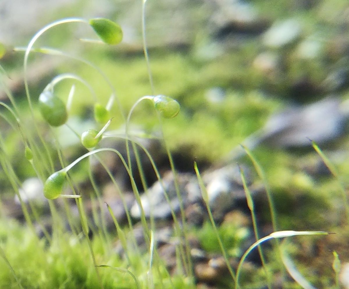 コケの胞子嚢の続き