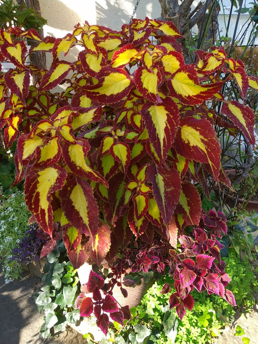 バランス良く植えたはずが、、、😫