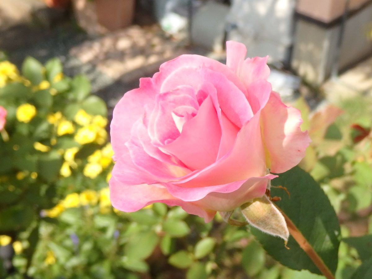 秋の日差しの中で🌹輝いて✨