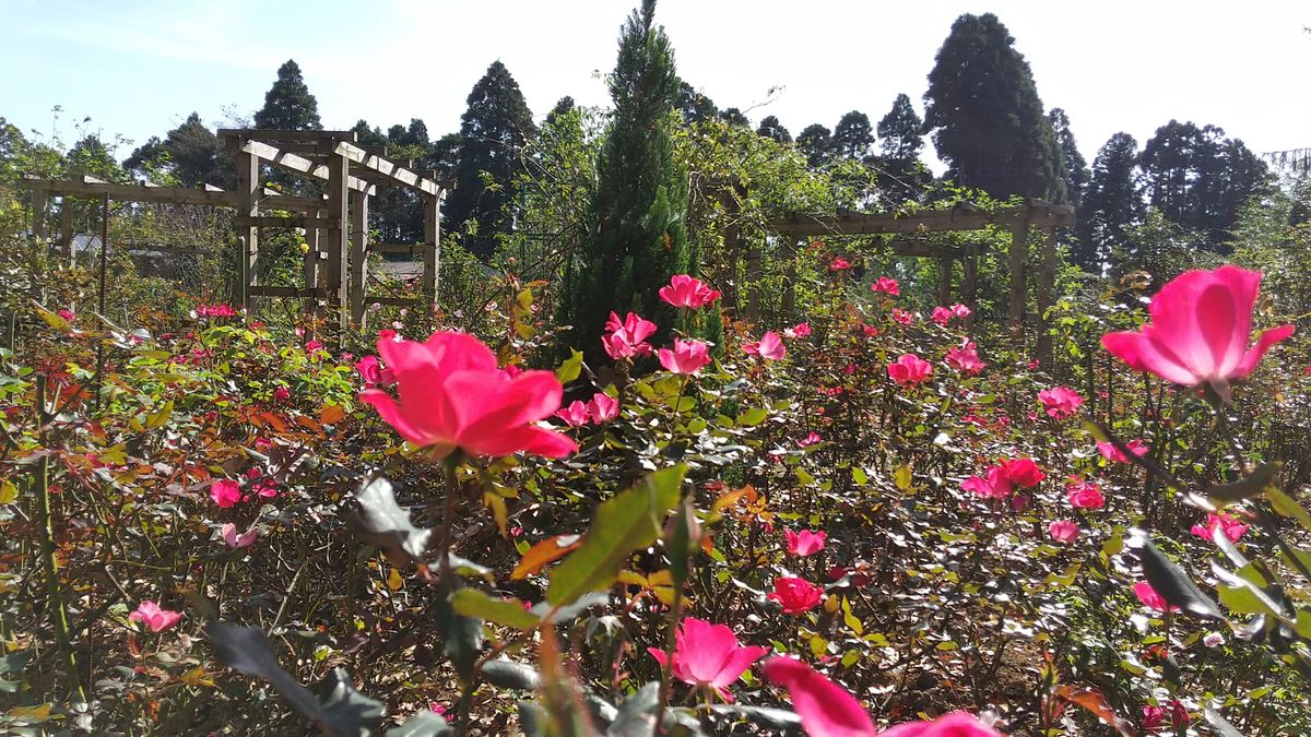 心の癒し旅～千葉県(大多喜周辺)その5