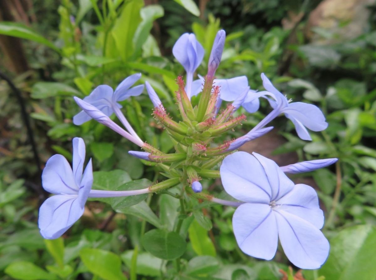 🌻今日の花たち🌻その164