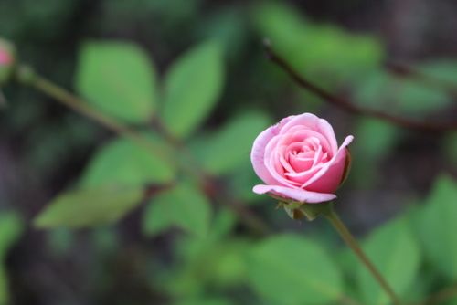 バラの花