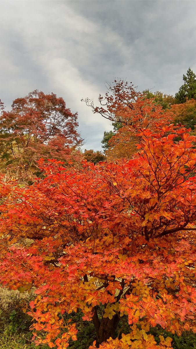 🍁赤城自然園🍁