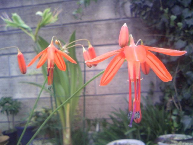 ようやく開花＆普通に開花