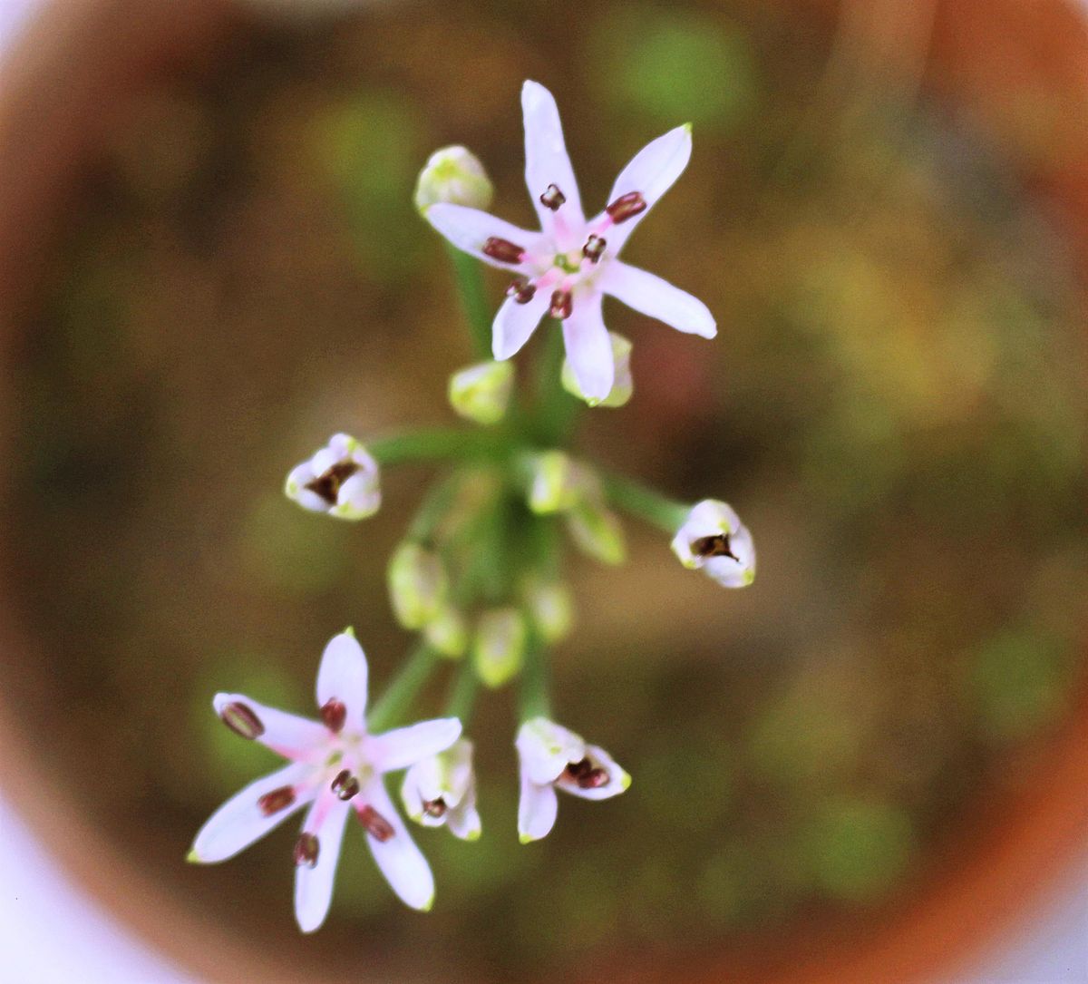 南アフリカの球根花