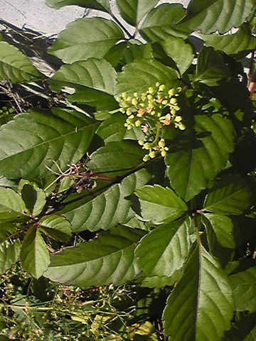 たくましい野の花