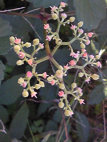 たくましい野の花