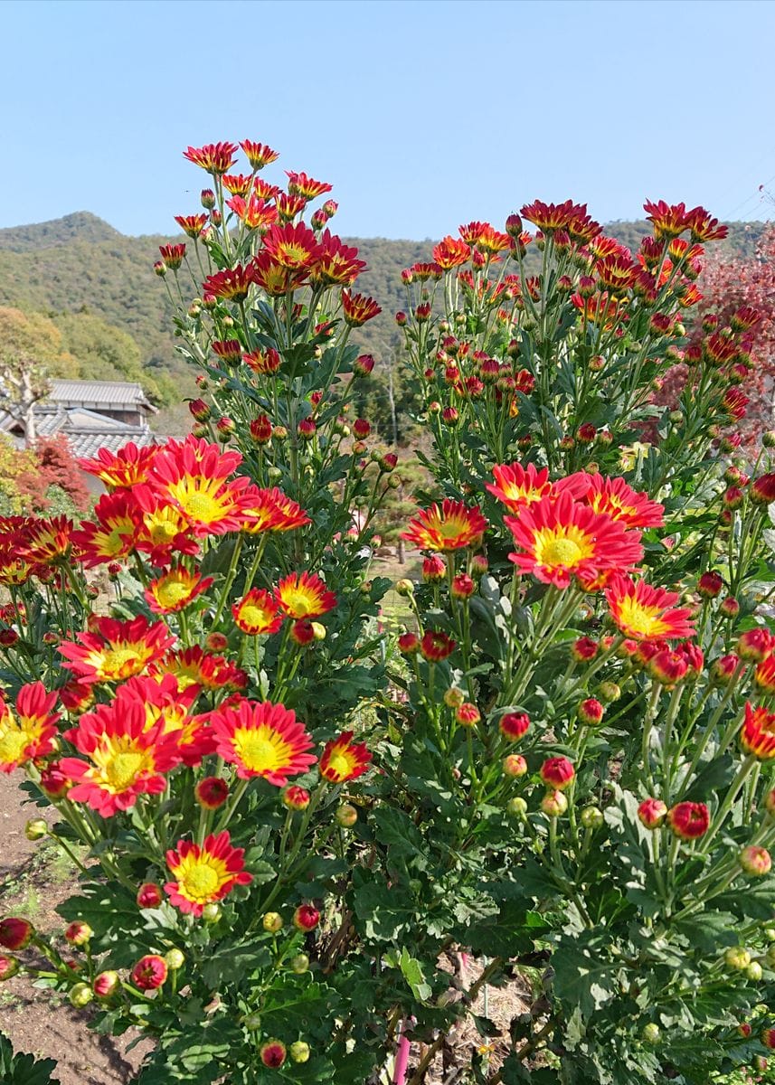 咲きました菊の花