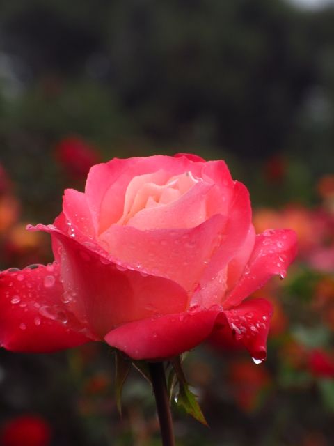 雨にも負けず 薔薇は美しく 園芸日記byタウラスゆうき みんなの趣味の園芸