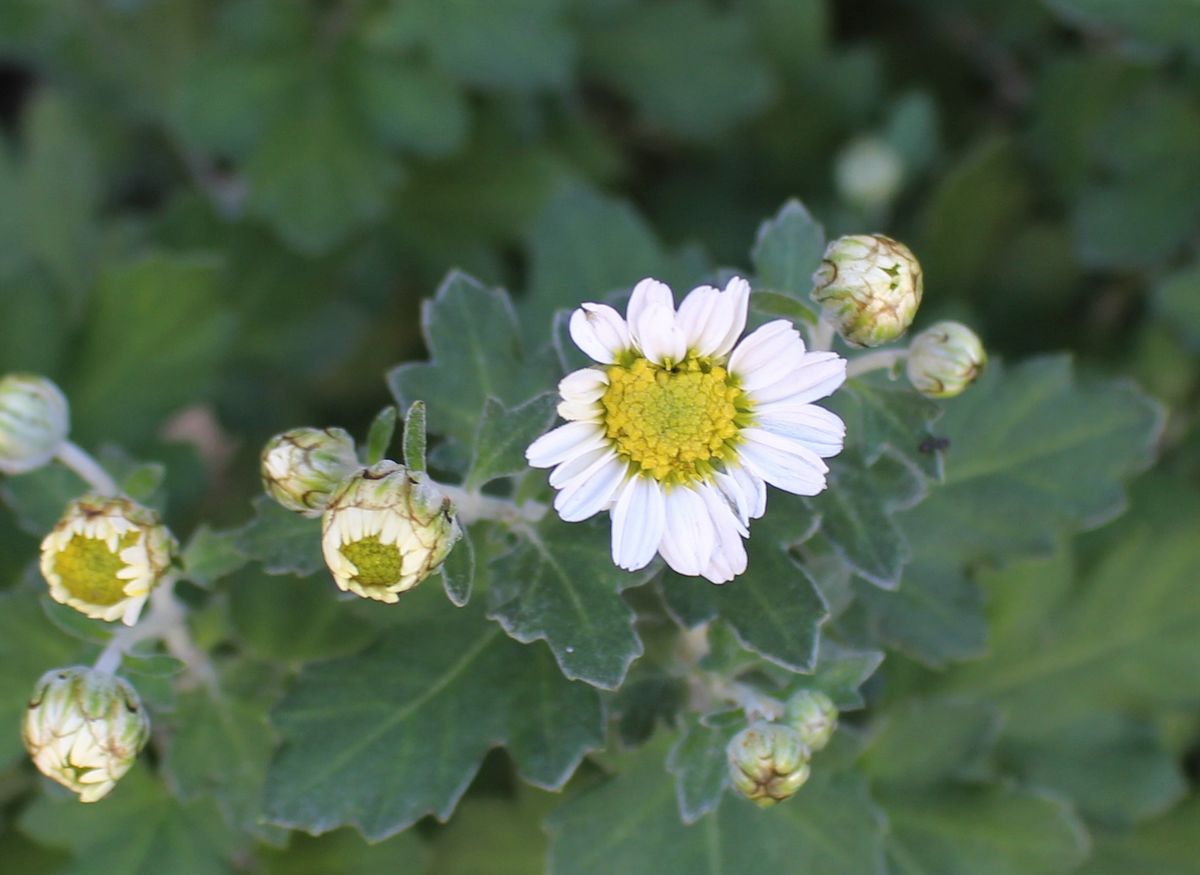 野菊