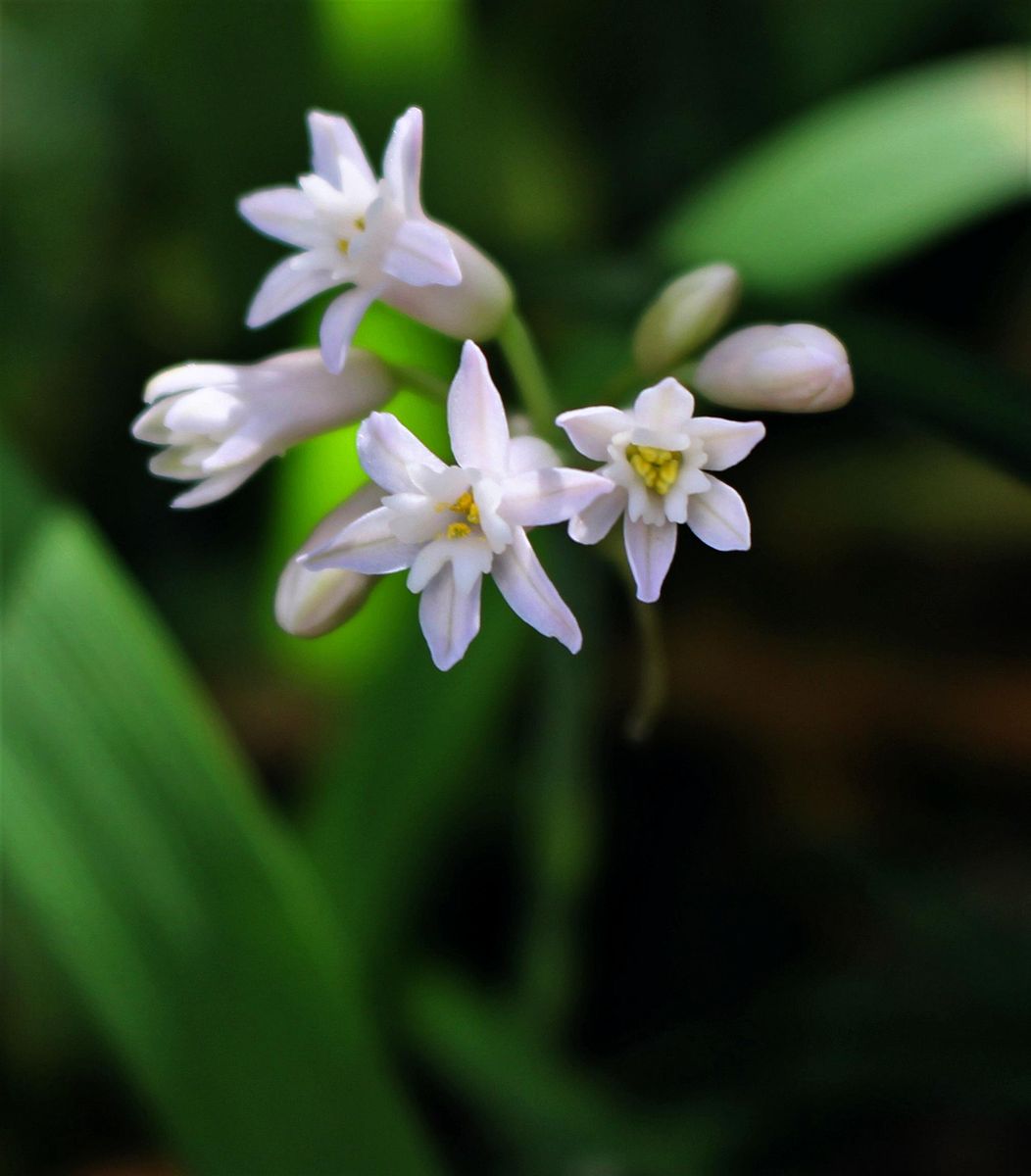 野菊