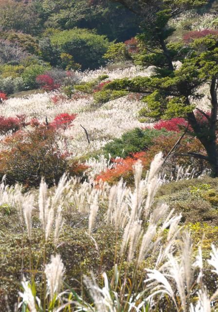 雲仙の紅葉