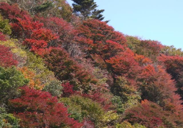 雲仙の紅葉