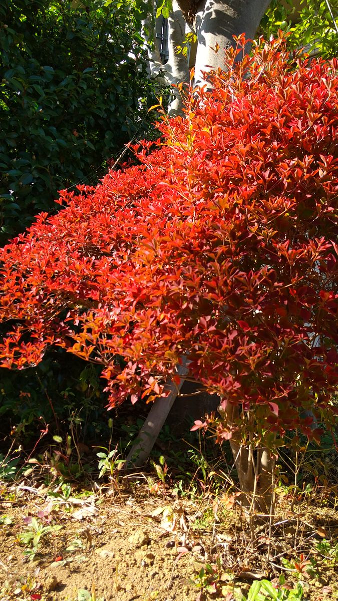 ☆秋🍁見～つけた🍂②