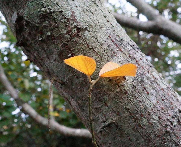 ハマボウ群生林。～11月