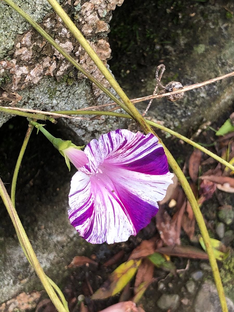 夏の朝顔が…